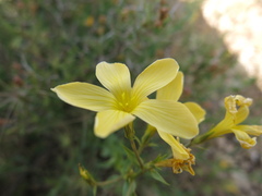 Linum mucronatum, photograph Nachman bones, CC BY, iNaturalist via GBIF