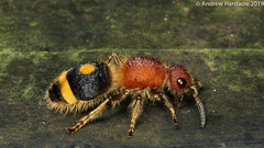 Odontomutilla uranioides