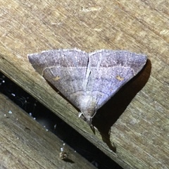 Renia flavipunctalis