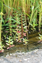 Ammannia baccifera