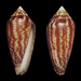 Conasprella mahogani - Photo (c) Juan Manuel de Roux, some rights reserved (CC BY-NC), uploaded by Juan Manuel de Roux