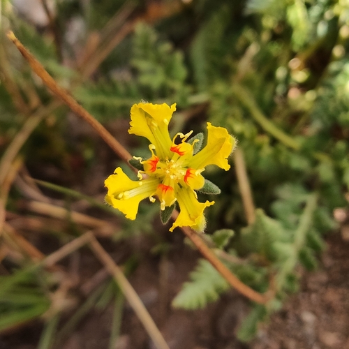 Loasa sigmoidea (Loasa sigmoidea)