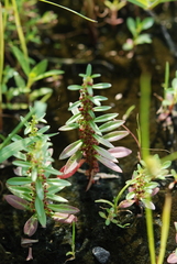 Ammannia baccifera