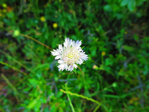 Palestine scabious (Lomelosia palaestina)