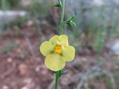 Verbascum orientale, photograph (c) Nachman bones, some rights reserved (CC BY)