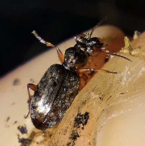Asaphidion stierlini