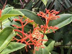 Medinilla scortechinii