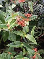 Medinilla scortechinii