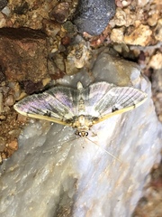 Apilocrocis pimalis