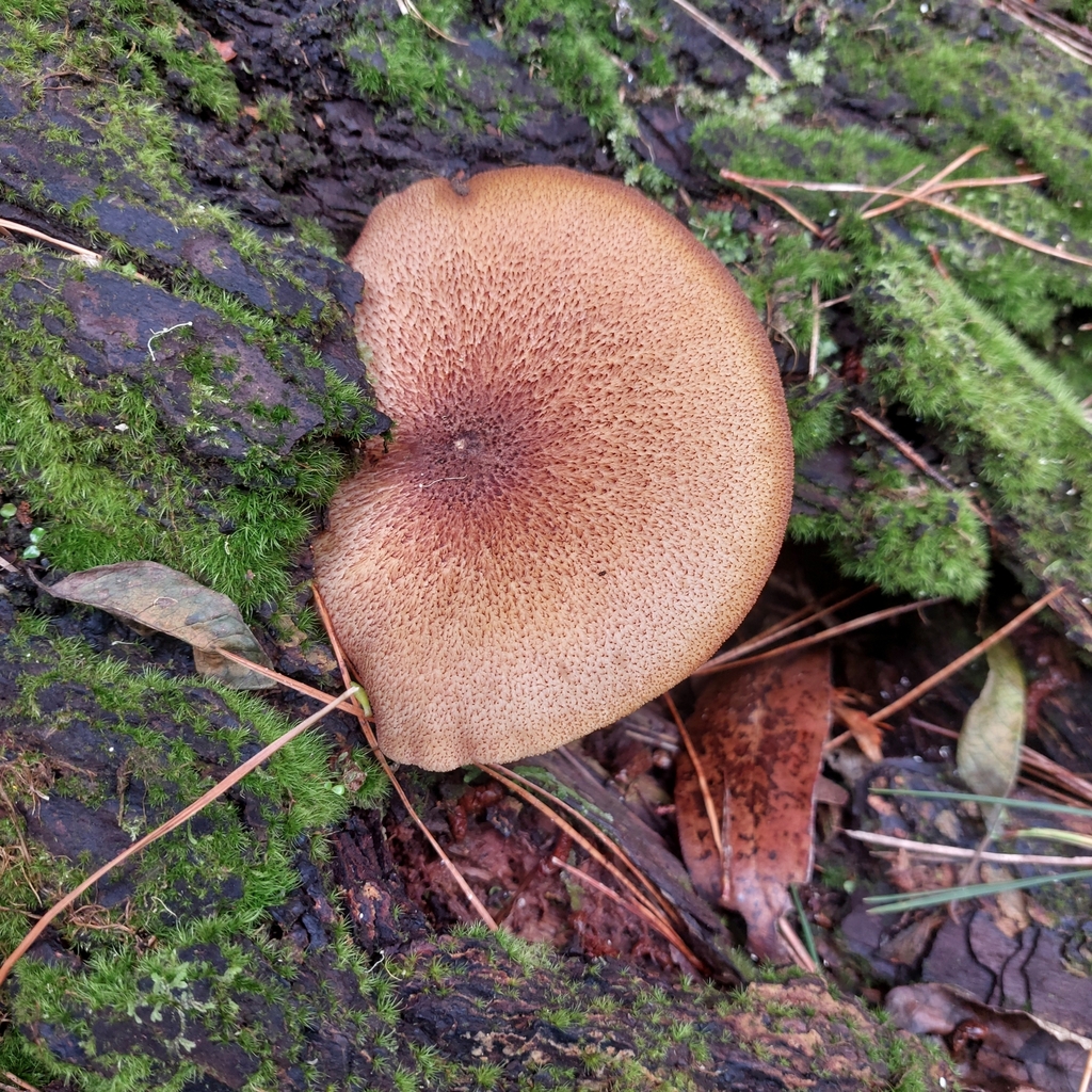 Tricholomopsis ornaticeps · March 2025 · photo: © nigel_charman (iNaturalist, cc-by-nc)
