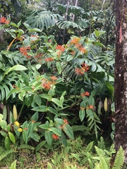 Medinilla scortechinii