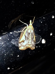 Loxostege albiceralis