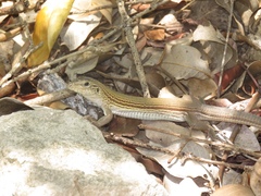 Aspidoscelis cozumela