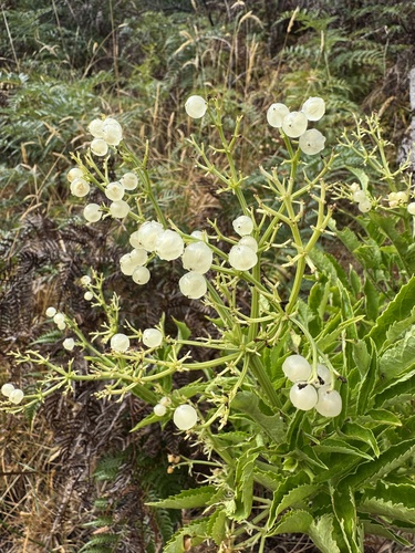 Sambucus gaudichaudiana (Sambucus gaudichaudiana)