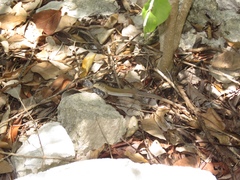 Aspidoscelis cozumela