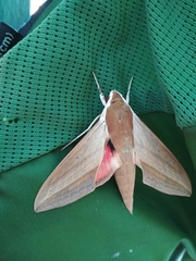 Theretra alecto cretica