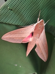 Theretra alecto cretica