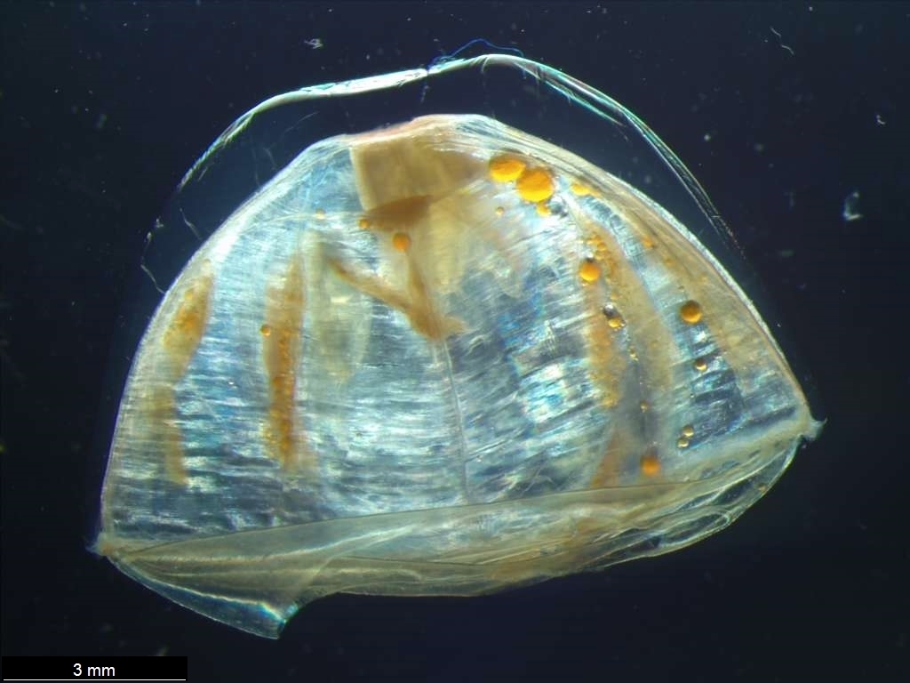 Pantachogon haeckeli