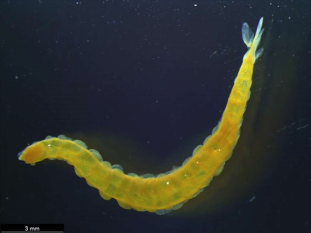 Travisiopsis levinseni