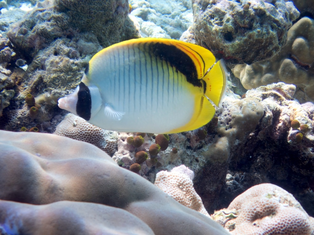 Pig-face Butterflyfish