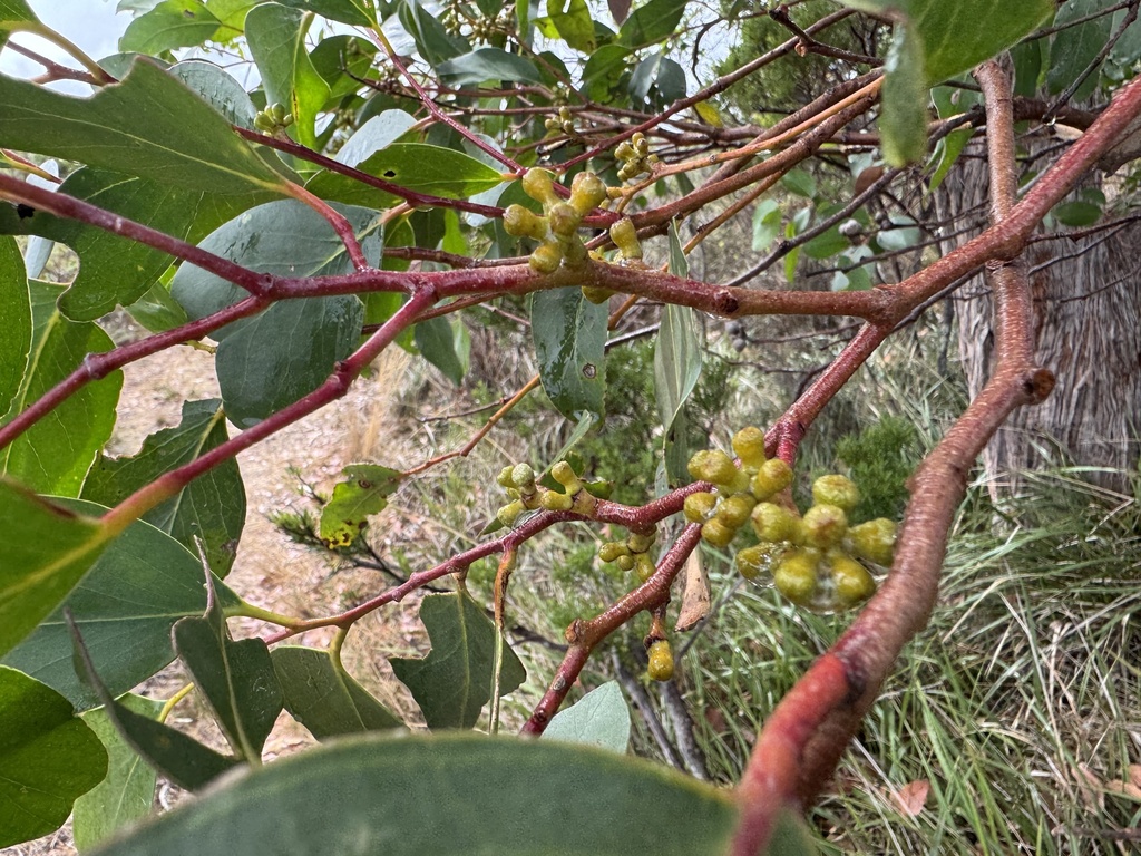 Brown Stringybark from Glenelg Shire, Portland West, VIC, AU on ...