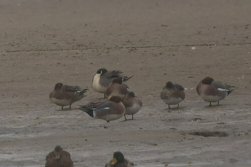 Northern Pintail, De Cocksdorp, Netherlands, photo 9 of 10