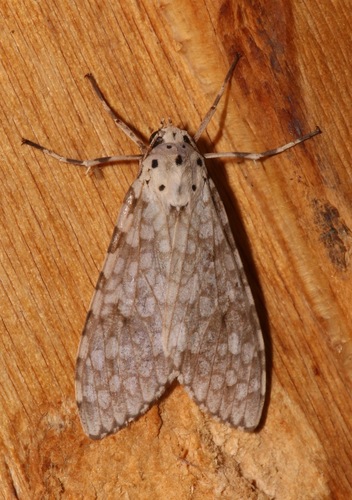 Arizona Tussock Moth photo 5