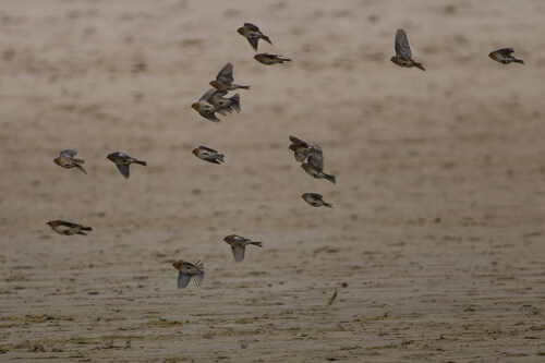 Twite, De Cocksdorp, Netherlands, photo 8 of 10