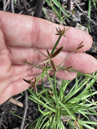 Cyperus haspan observed 2025-03-02