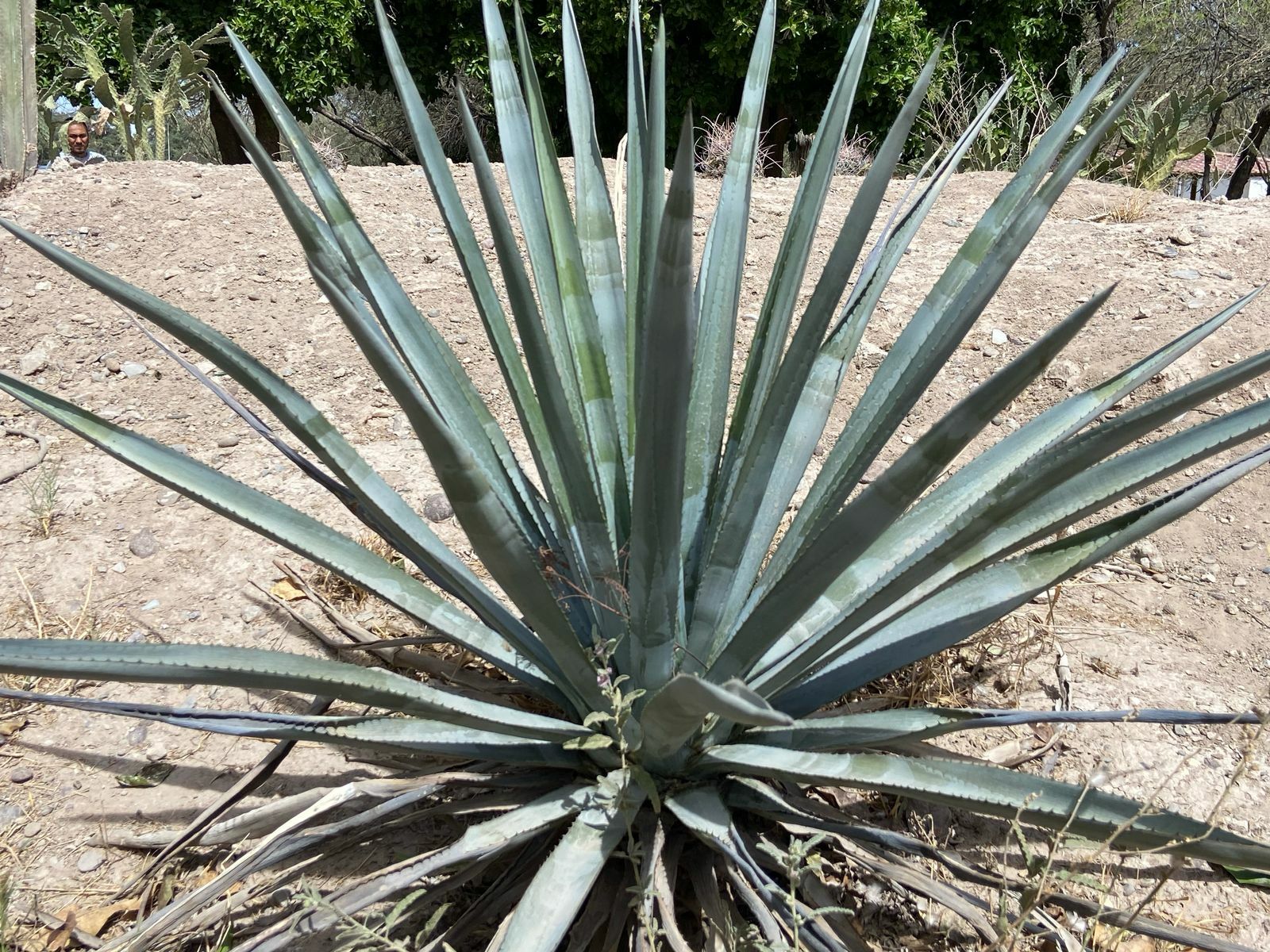 Imagem de Agave-azul