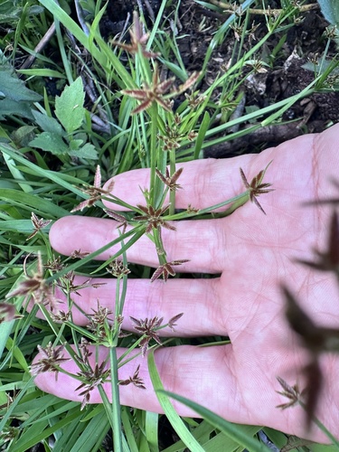Cyperus haspan observed 2025-03-02