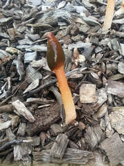 Phallus rubicundus