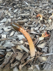 Phallus rubicundus