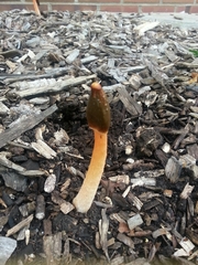 Phallus rubicundus