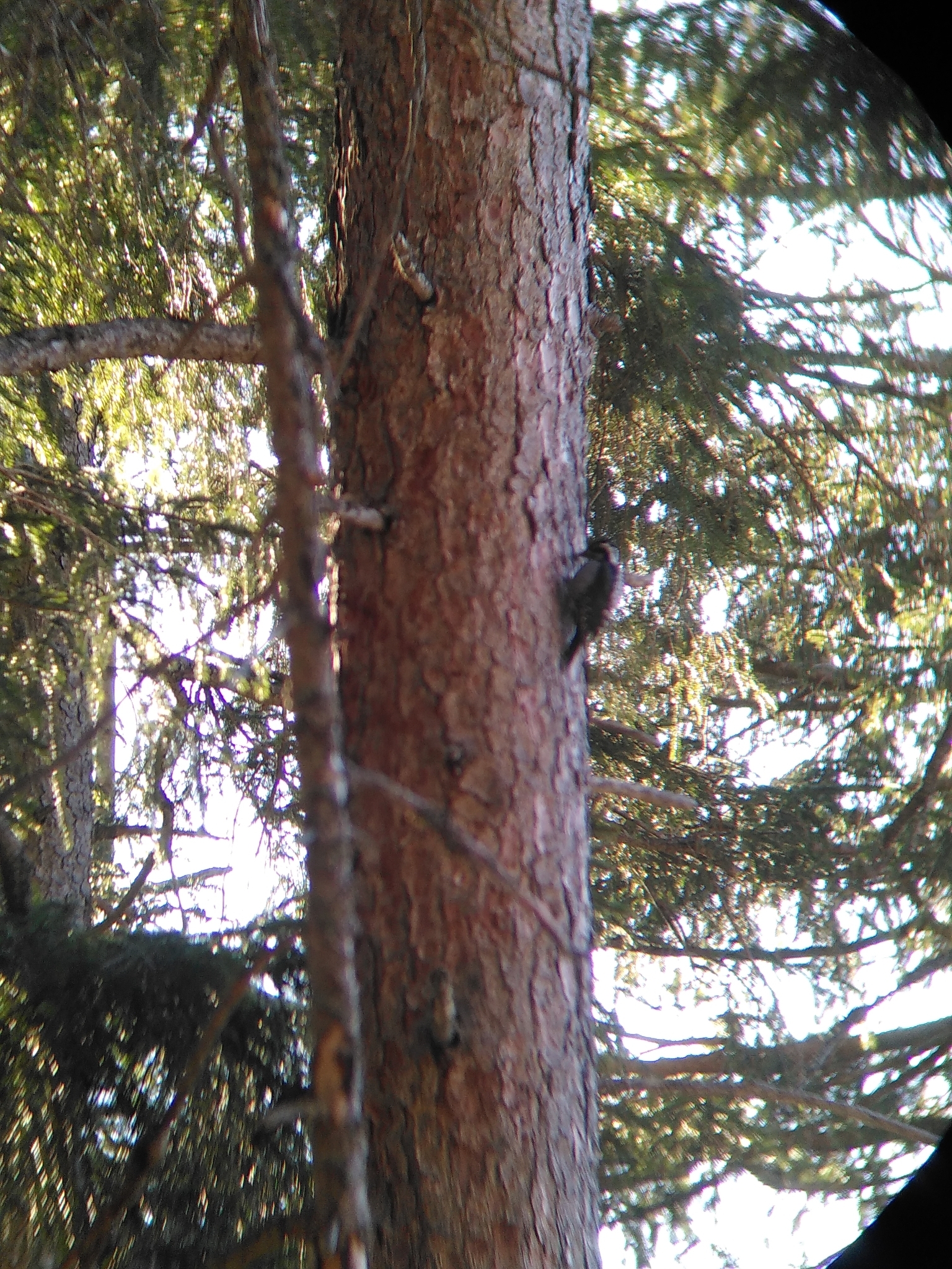 Eurasian Three-toed Woodpecker