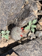 Mammillaria grahamii