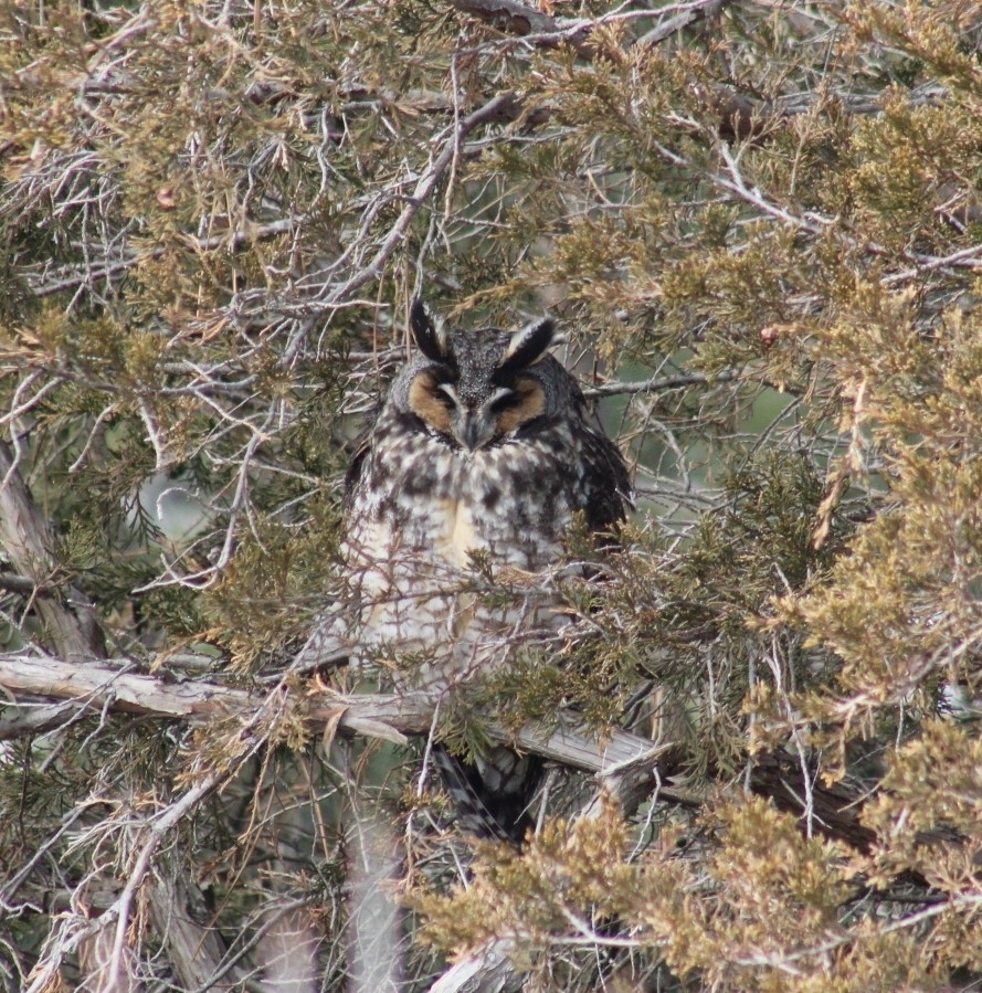 Long-eared Owl (American)