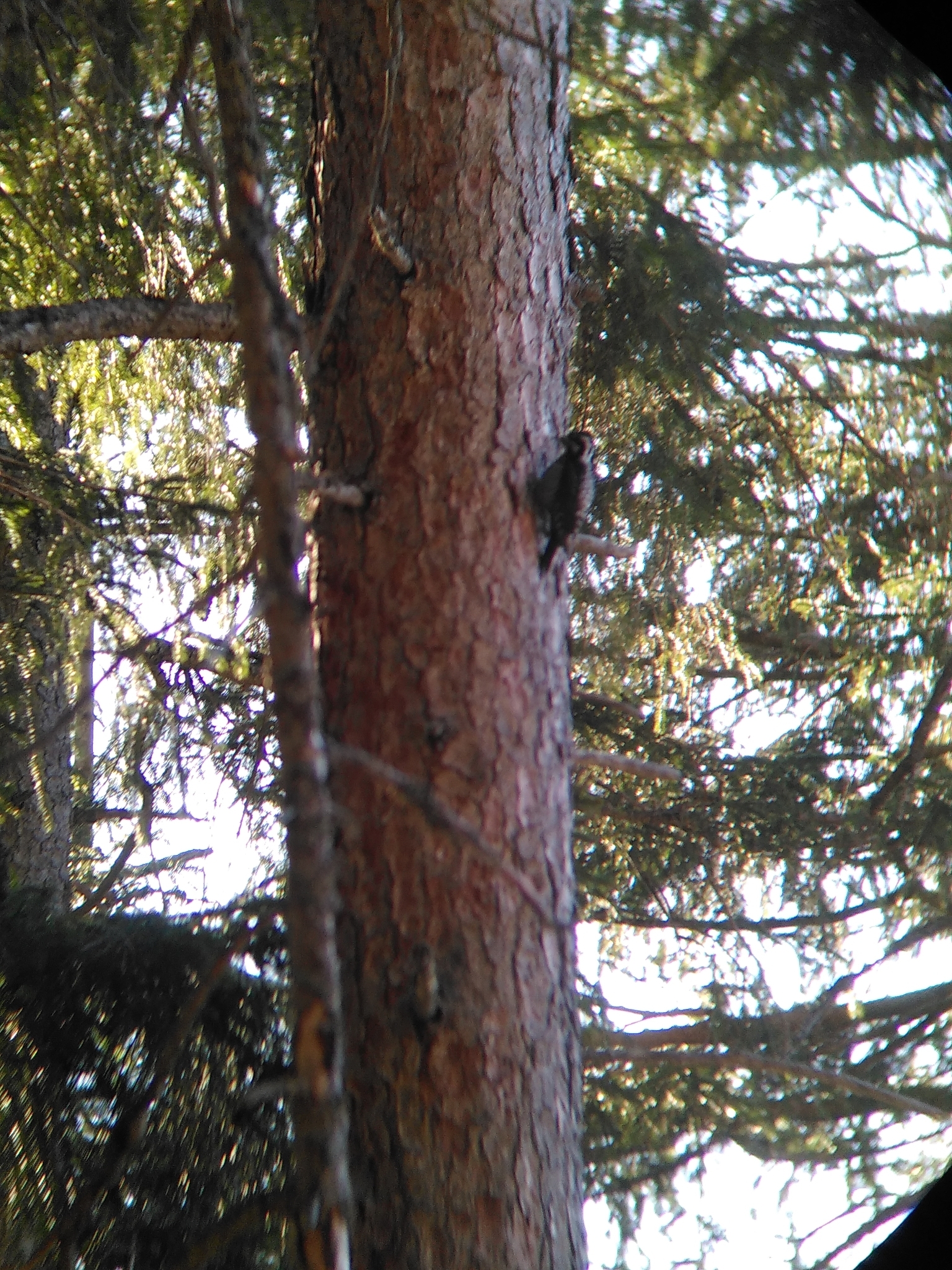 Eurasian Three-toed Woodpecker