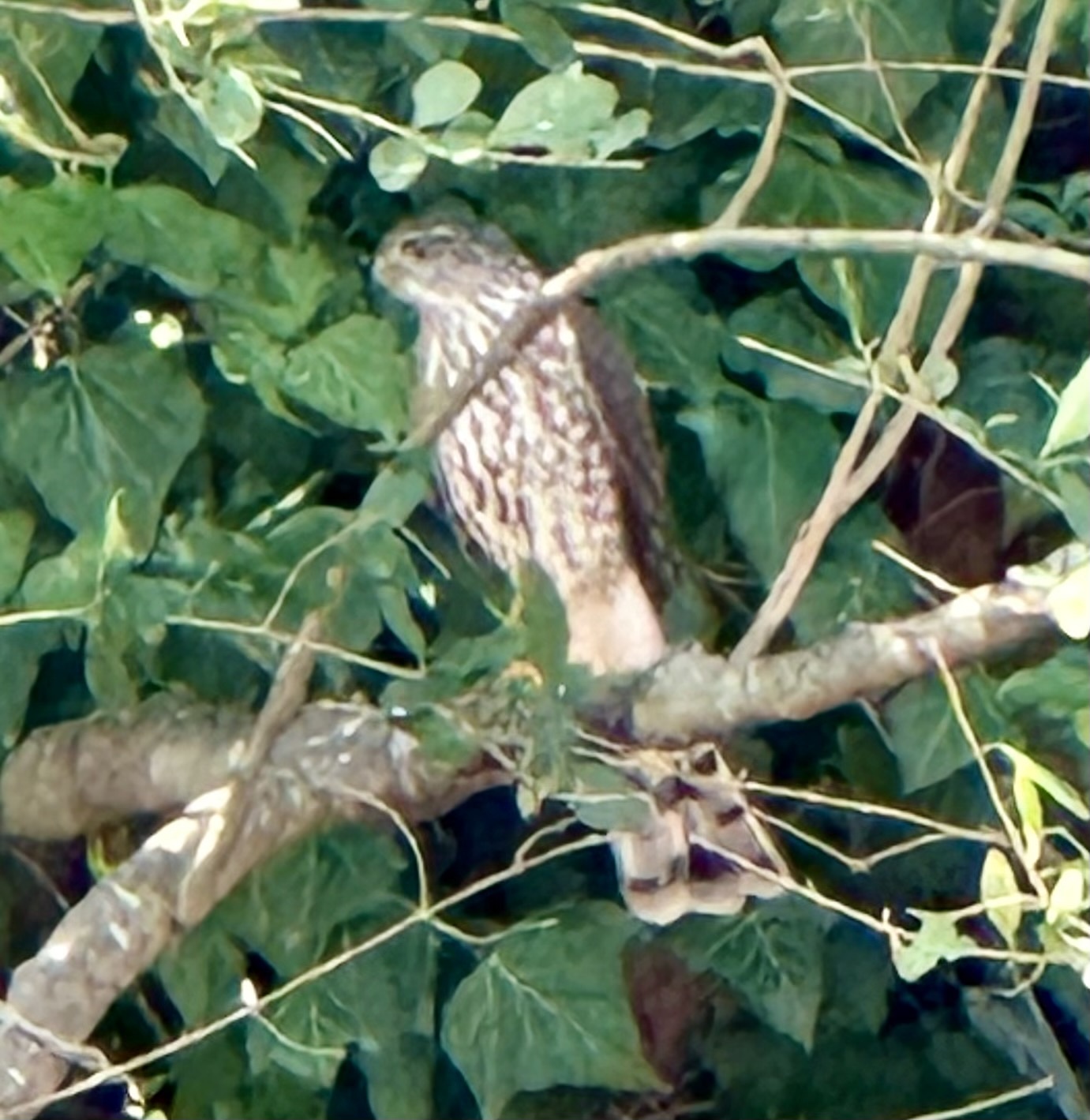 Accipiter striatus velox (A.Wilson, 1812)