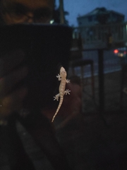 Lepidodactylus lugubris