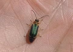 Trirhabda attenuata
