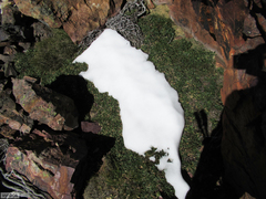 Dimorphotheca montana