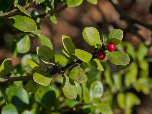 Ilex dimorphophylla