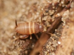Myrmecophilus acervorum