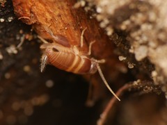 Myrmecophilus acervorum