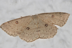 Cyclophora albipunctata