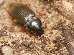 Harpalus griseus
