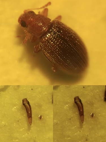 Melanophthalma distinguenda