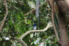 Cyornis hainanus