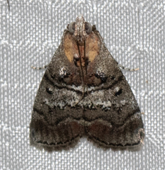 Pococera maritimalis